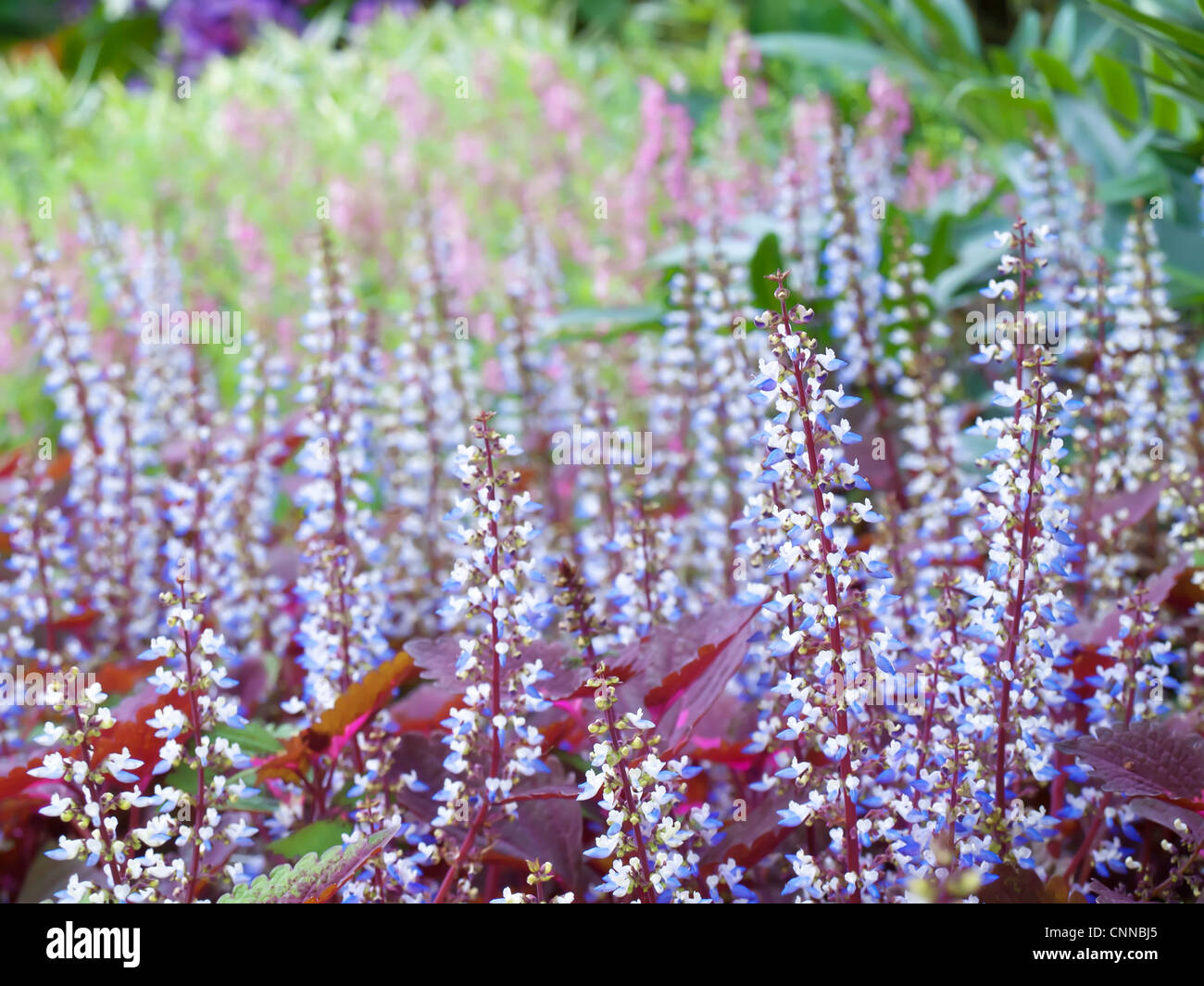 Campo colorato di fiori coleus Foto Stock