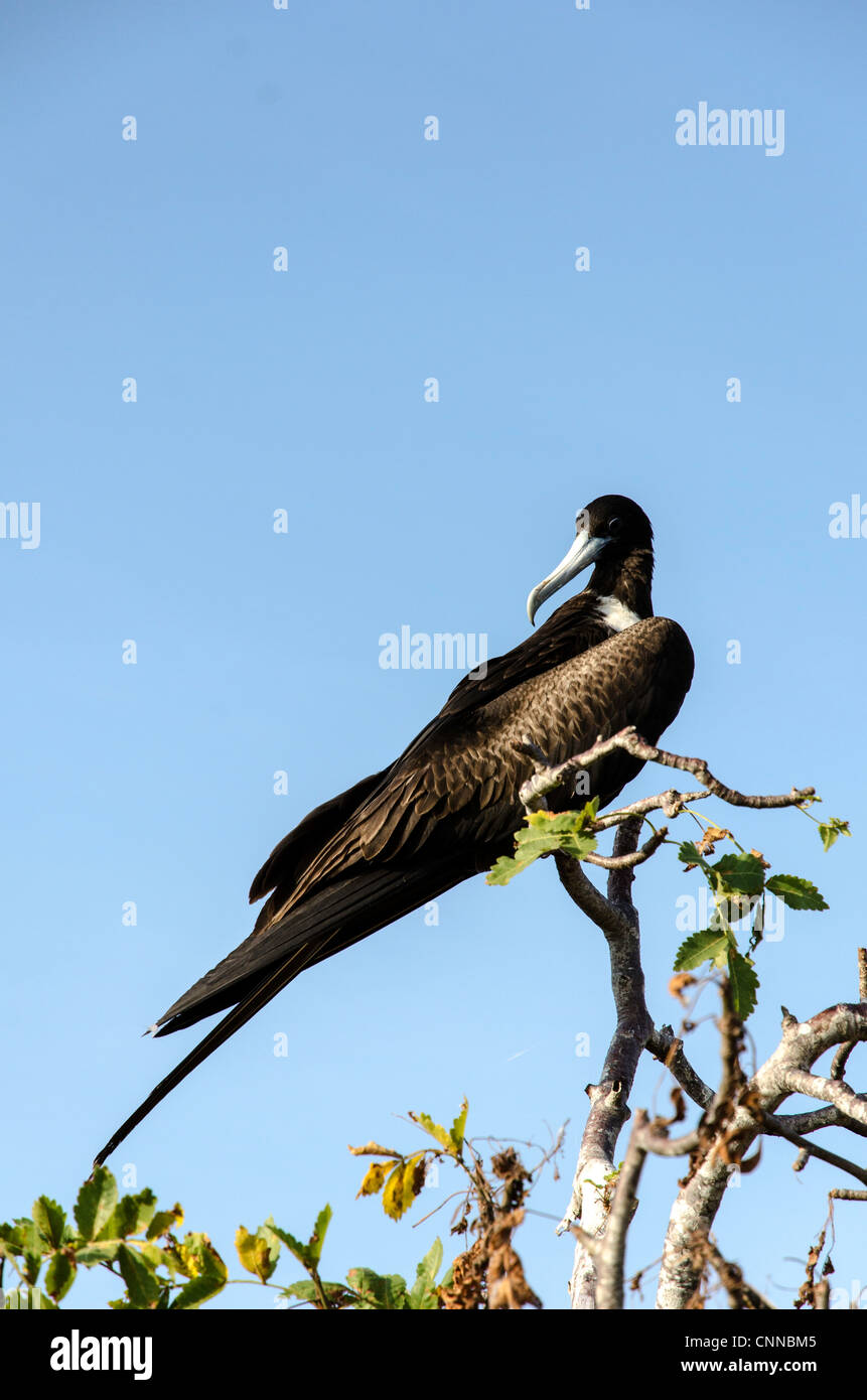 Frigate Bird North Seymour Galapagos Ecuador America del Sud Foto Stock