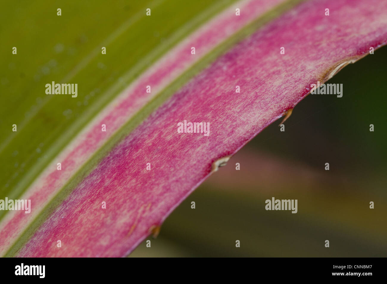 Bromeliad Leaf - Harveys orgoglio Foto Stock