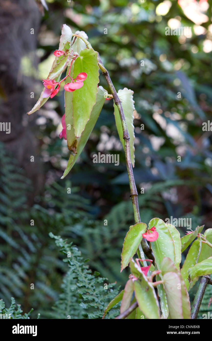 Begonia tipo di canna Foto Stock