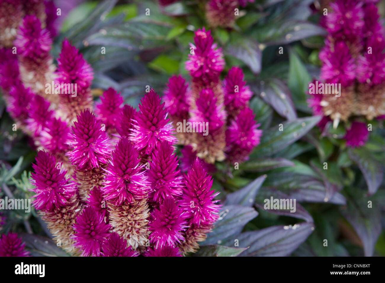 Celosia caracas fiori Foto Stock