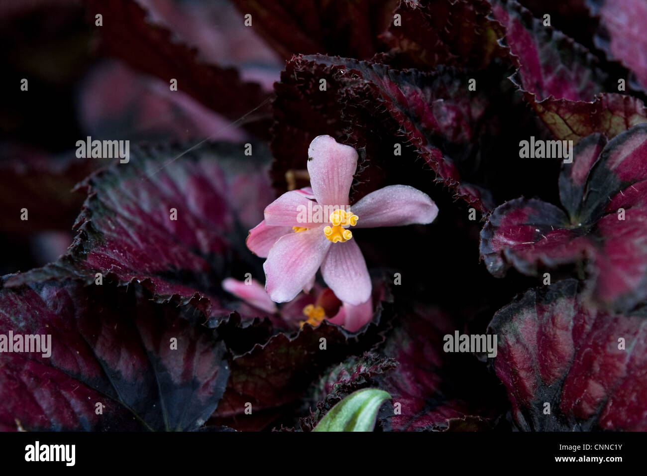 Begonia Rex con fiore Foto Stock