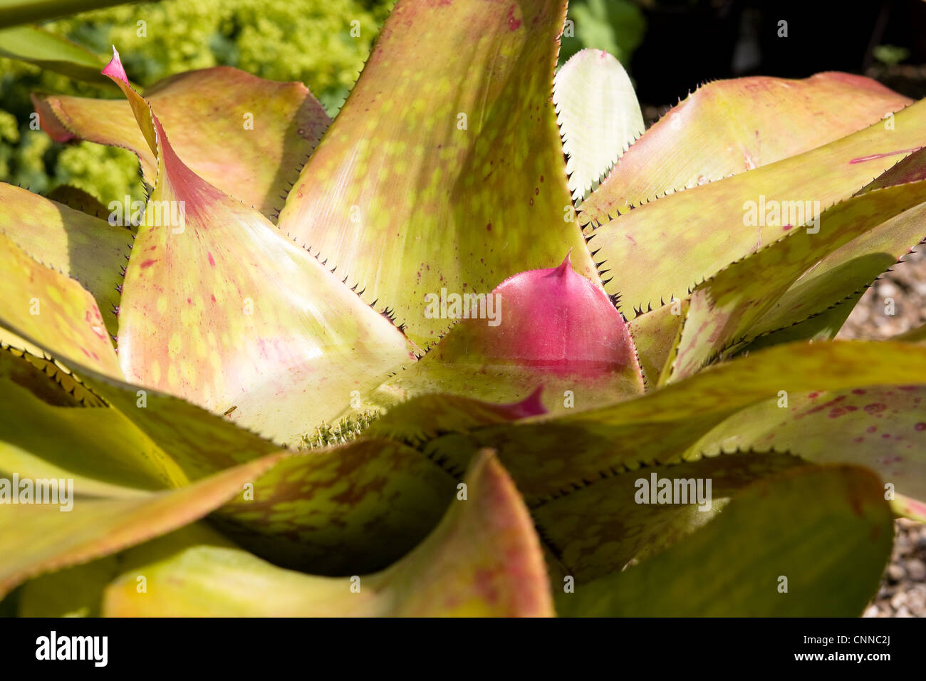 Bromeliad Neoregelia hybrid Foto Stock