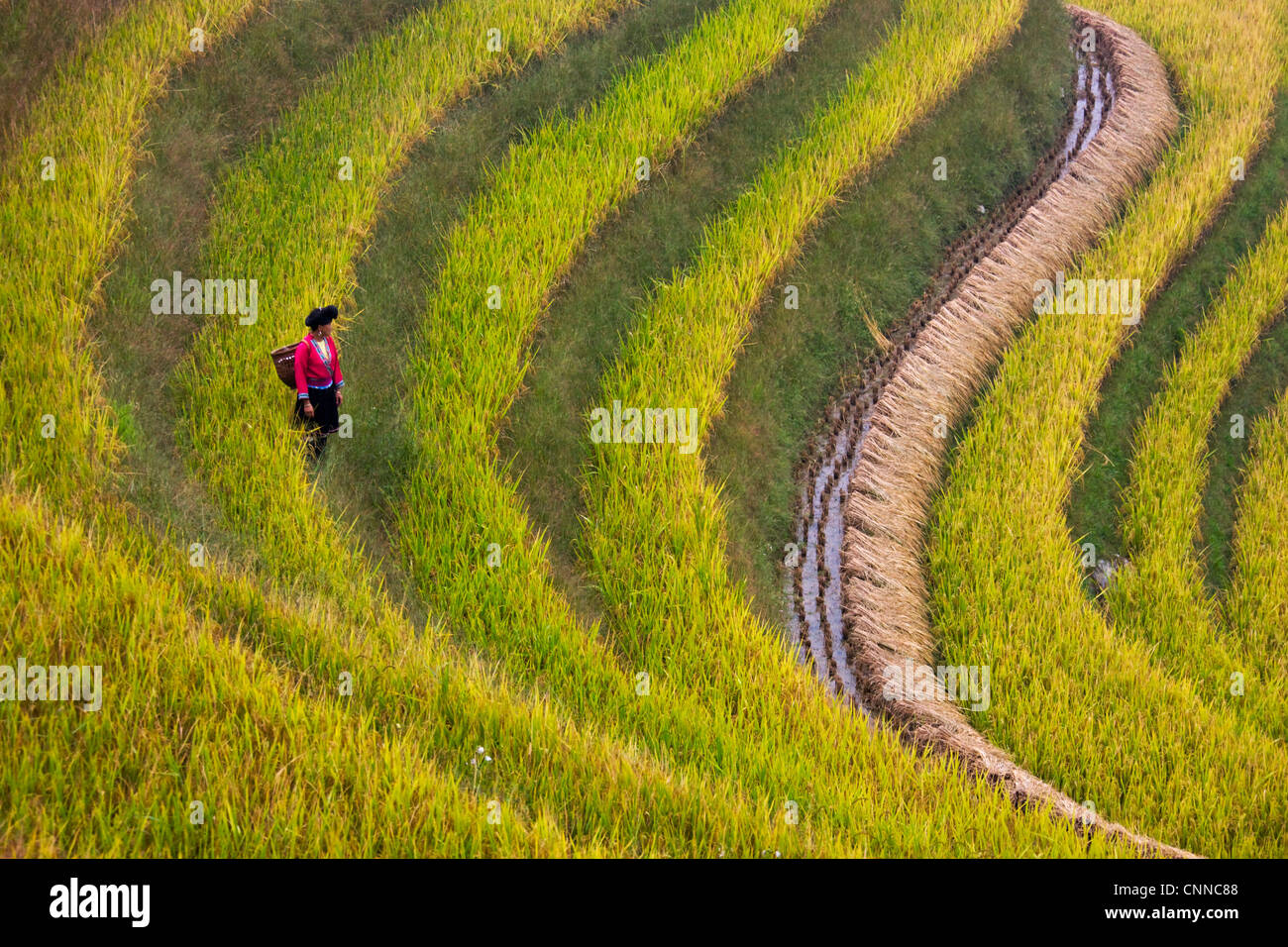 Red Yao ragazza sulla terrazza di riso al momento del raccolto, Longsheng, Guangxi, Cina Foto Stock
