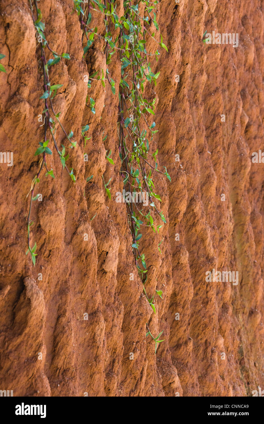 Rami con clay hill, Yongding, Fujian, Cina Foto Stock