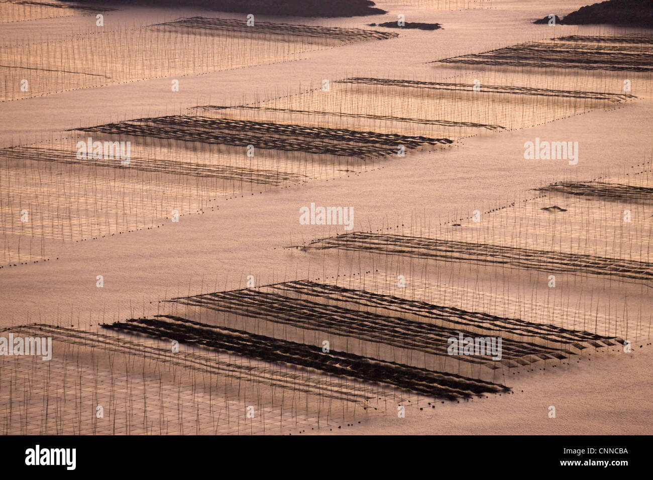 Canne di bambù nella fattoria di alghe marine di sunrise, il Mar della Cina orientale, Xiapu, Fujian, Cina Foto Stock