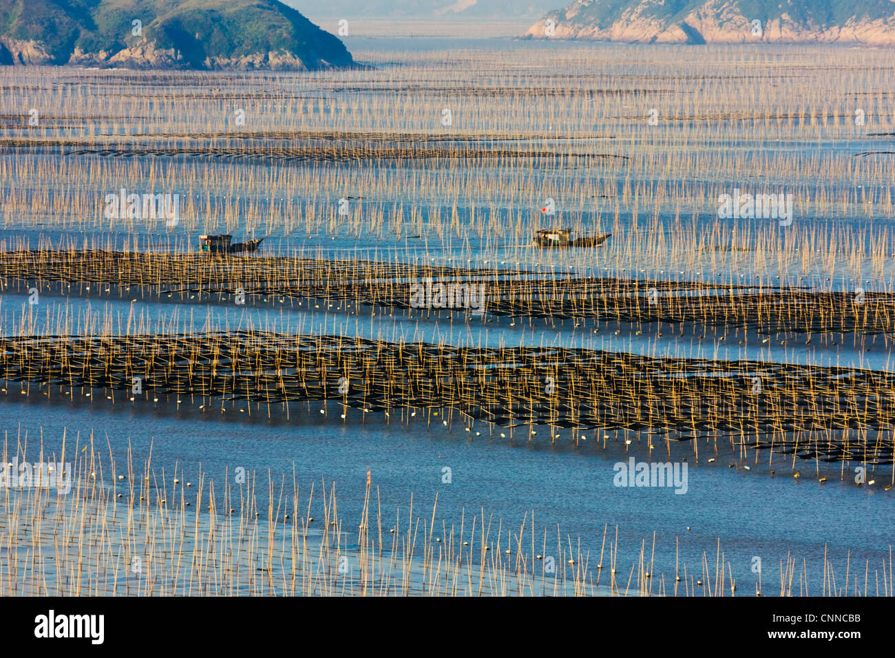La pesca in barca a vela attraverso canne di bambù nella fattoria di alghe marine di sunrise, il Mar della Cina orientale, Xiapu, Fujian, Cina Foto Stock