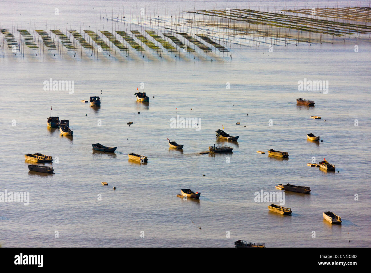 Barche da pesca e canne di bambù nella fattoria di alghe marine di sunrise, il Mar della Cina orientale, Xiapu, Fujian, Cina Foto Stock