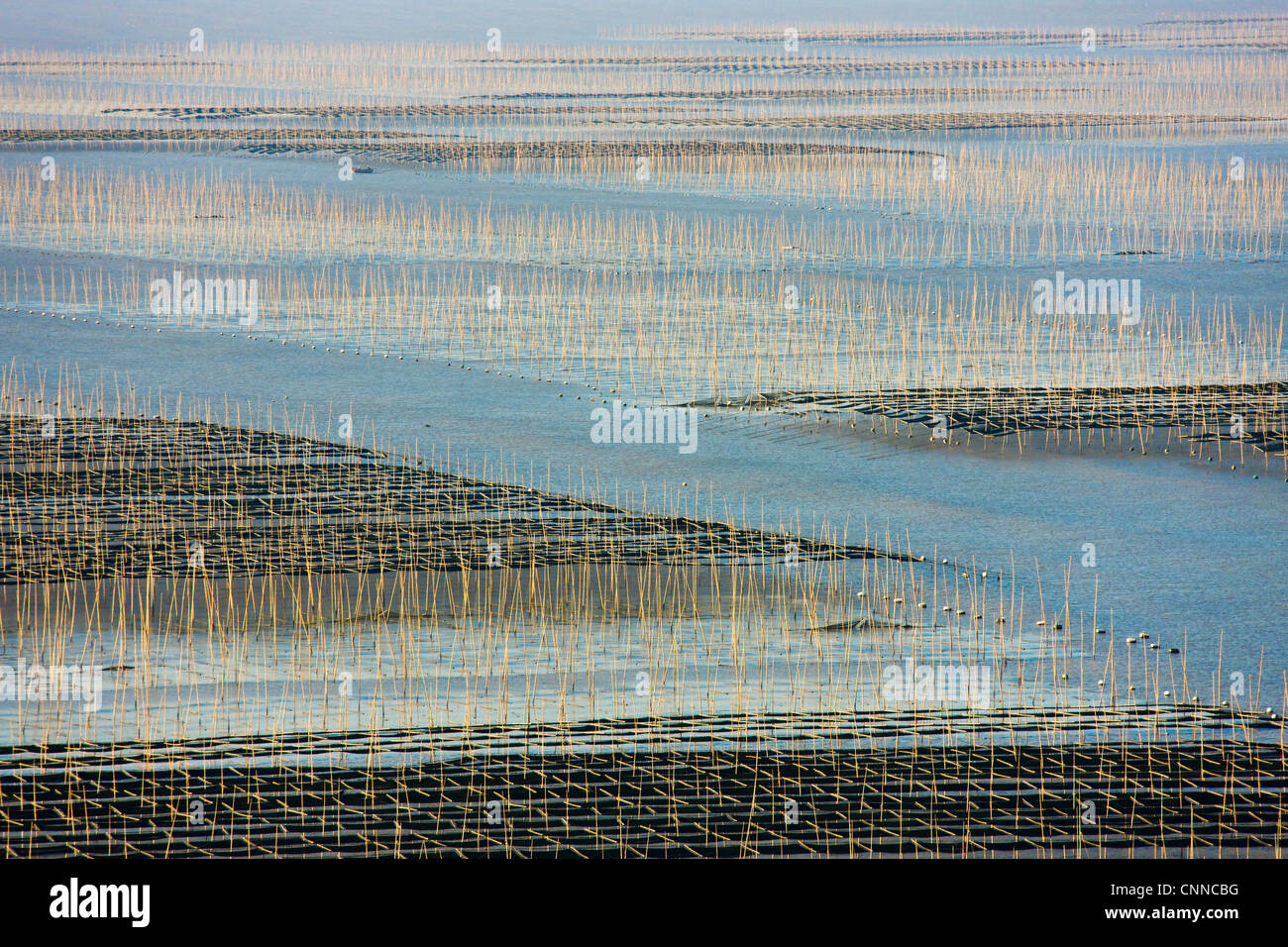 Canne di bambù nella fattoria di alghe marine di sunrise, il Mar della Cina orientale, Xiapu, Fujian, Cina Foto Stock