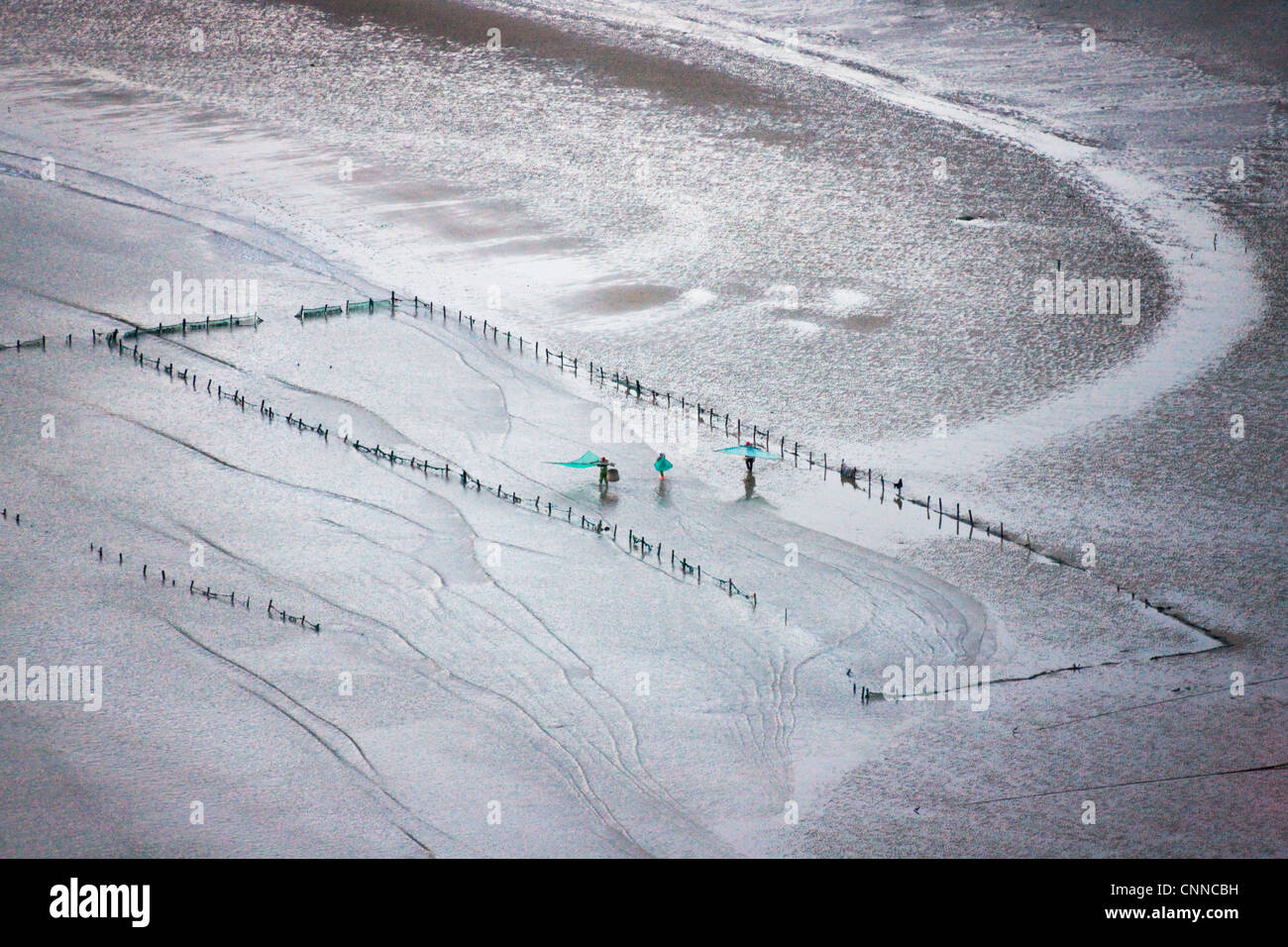I pescatori che trasportano il pesce net su terreni fangosi beach, a est dal Mar Cinese Orientale, Xiapu, Fujian, Cina Foto Stock