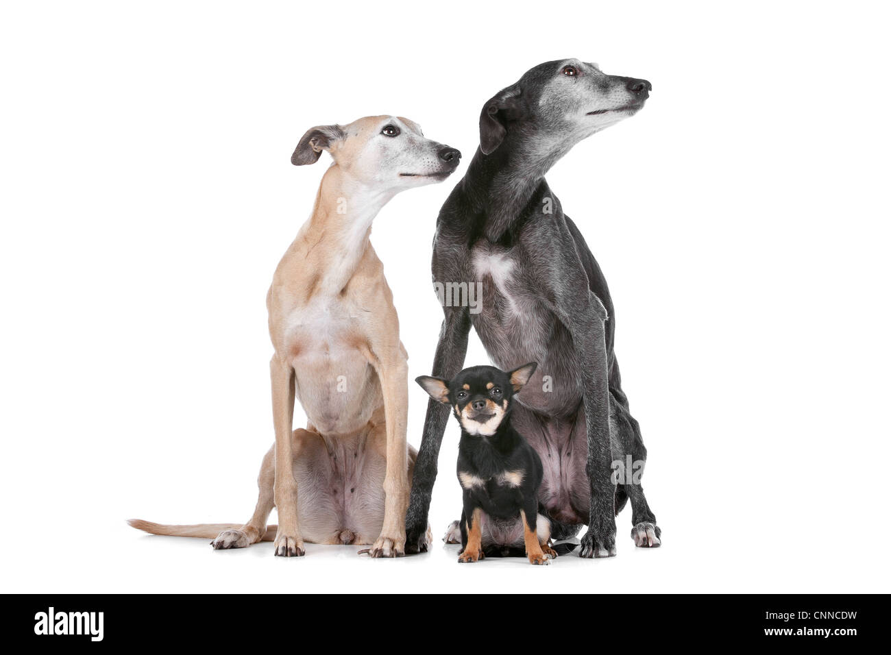 Due levrieri e un chihuahua davanti a uno sfondo bianco Foto Stock