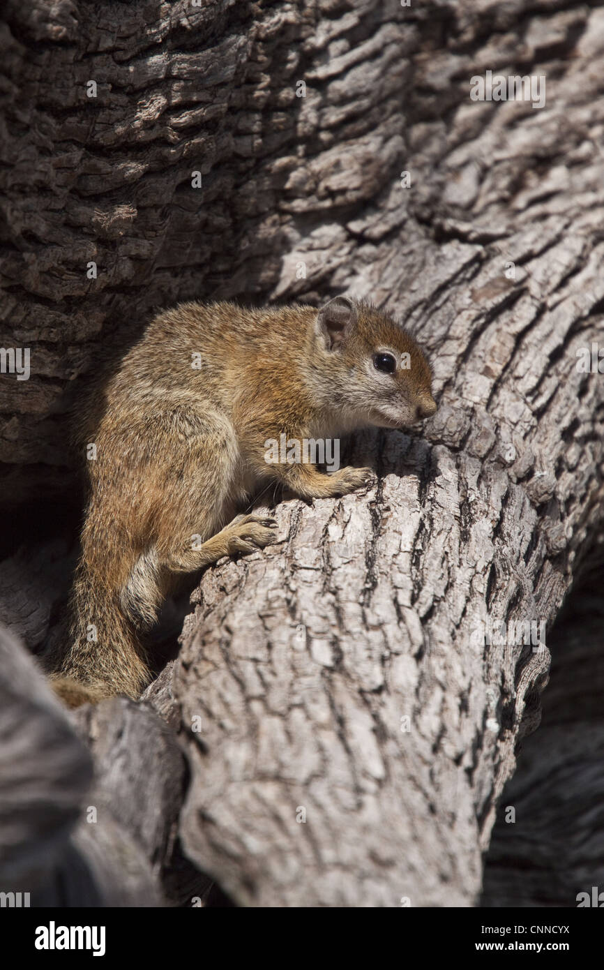 Scoiattolo albero - un comune ma principalmente scoiattolo solitario trovati in savannahbushveld e aree di legno - Botswana Foto Stock