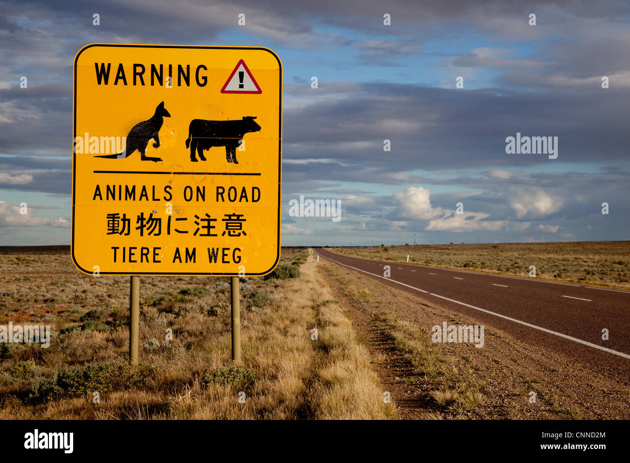 Animale segno di avvertimento. Stuart Highway Pimba Sud Australia Foto Stock