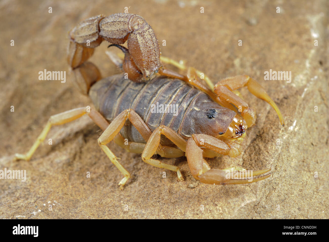 Spessa di colore giallo-tailed Scorpion (Parabuthus mossambicensis) adulto, su roccia, Karoo Regione, Sud Africa Foto Stock