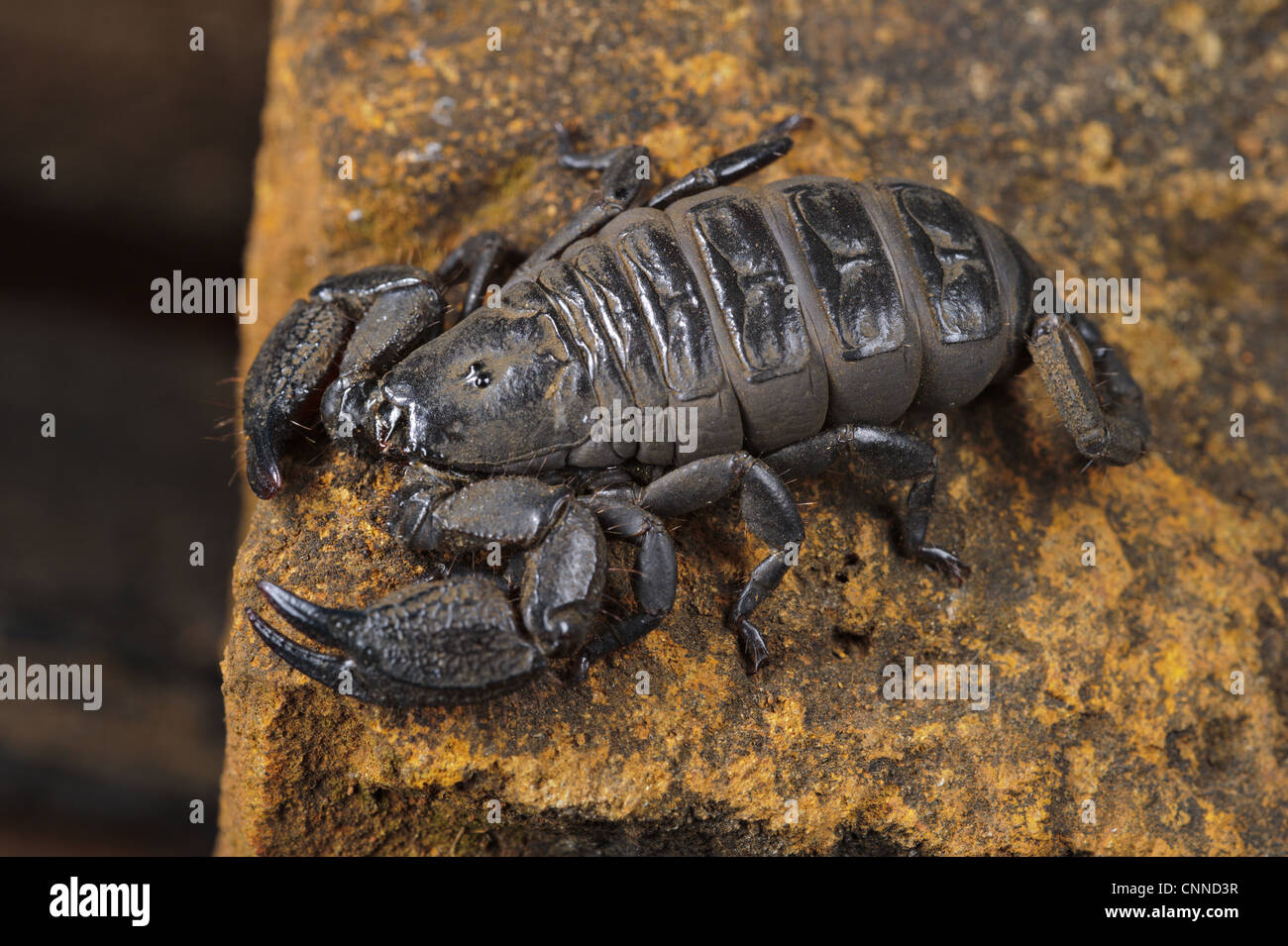 South African Scorpion (Opisthacanthus validus) adulto, su roccia, Drakensberg, Sud Africa Foto Stock