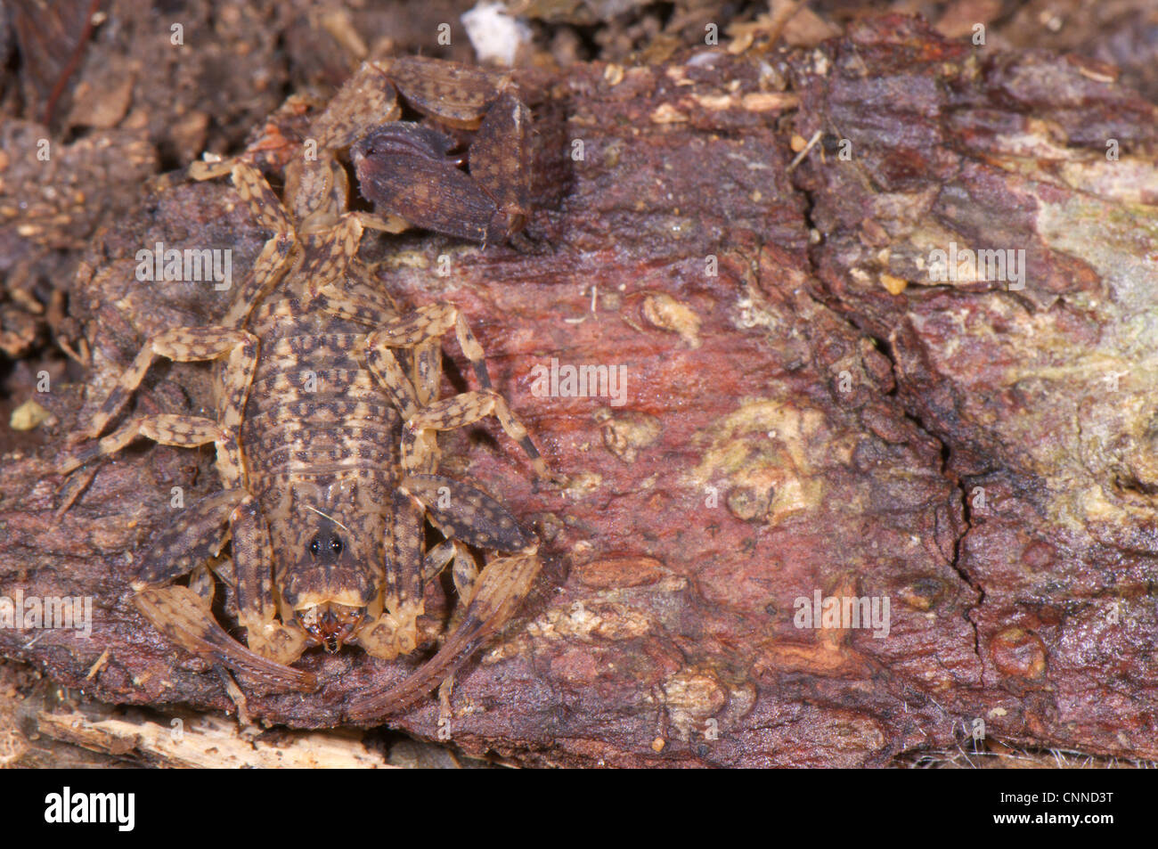 Diavolo Scorpion (Tytius silvestris) adulto, mimetizzata sulla corteccia, Los Amigos Stazione Biologica, di Madre de Dios, Amazzonia, Perù Foto Stock