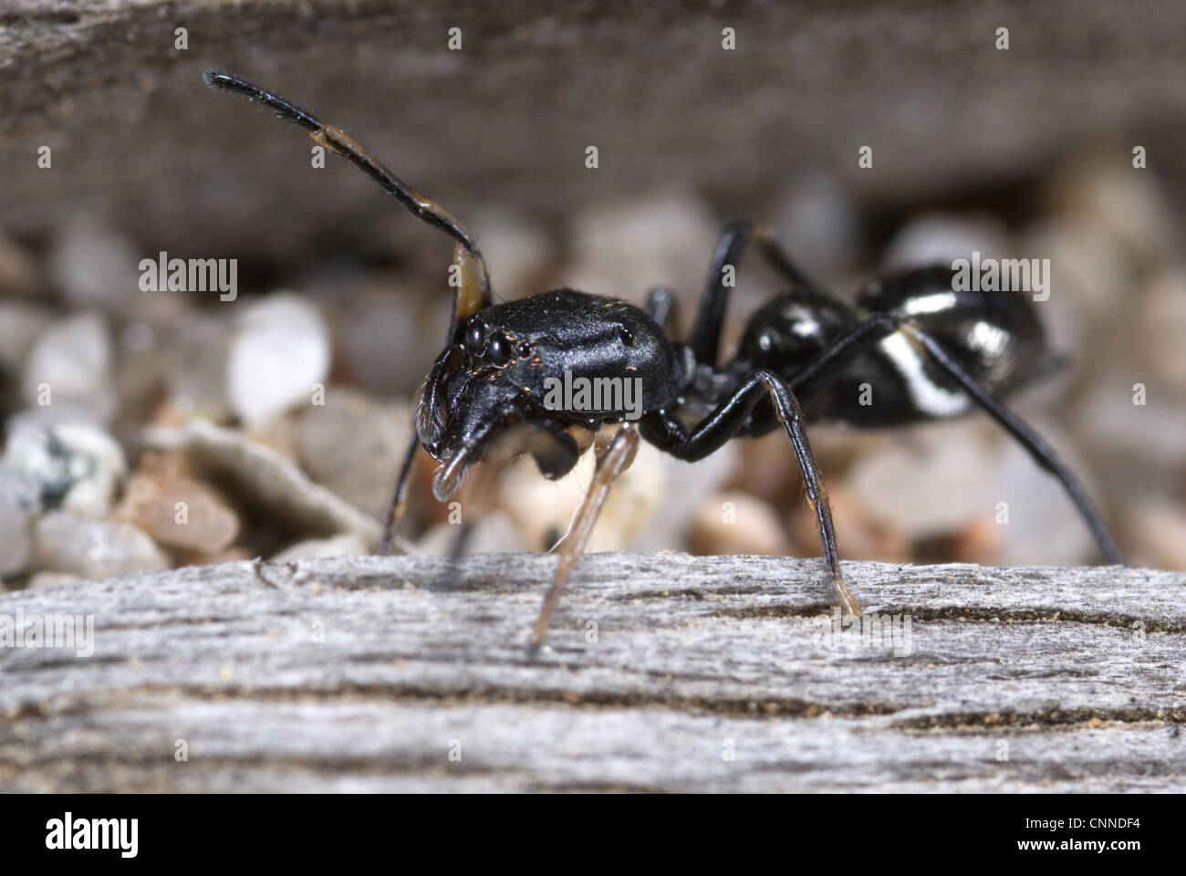Ant-come Jumping Spider Leptorchestes mutilloides femmina adulta rovistando sul log in prossimità della spiaggia Spiaggia di Rondinara Corsica Francia può Foto Stock