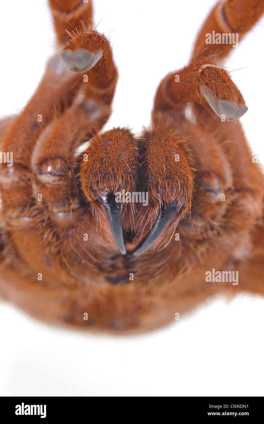 Re babbuino Spider (Citharischius crawshayi) adulto, close-up di chelicerae e zanne in posizione difensiva Foto Stock