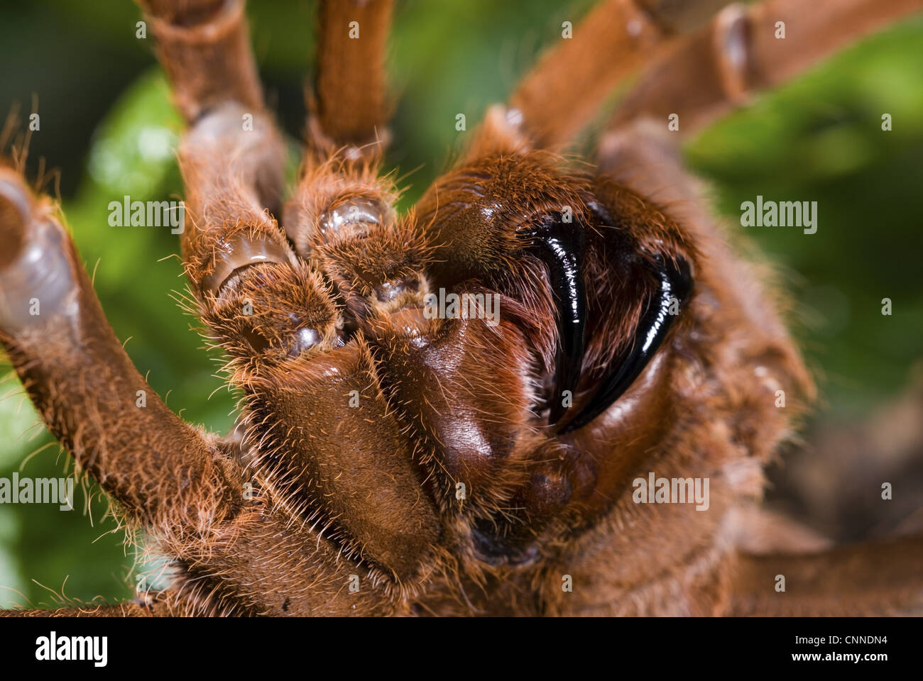 Re babbuino Spider (Citharischius crawshayi) femmina adulta, close-up di zanne (prigioniero) Foto Stock
