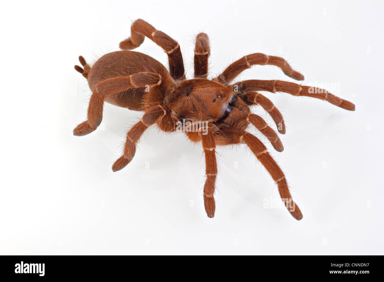 Re babbuino Spider (Citharischius crawshayi) adulto Foto Stock