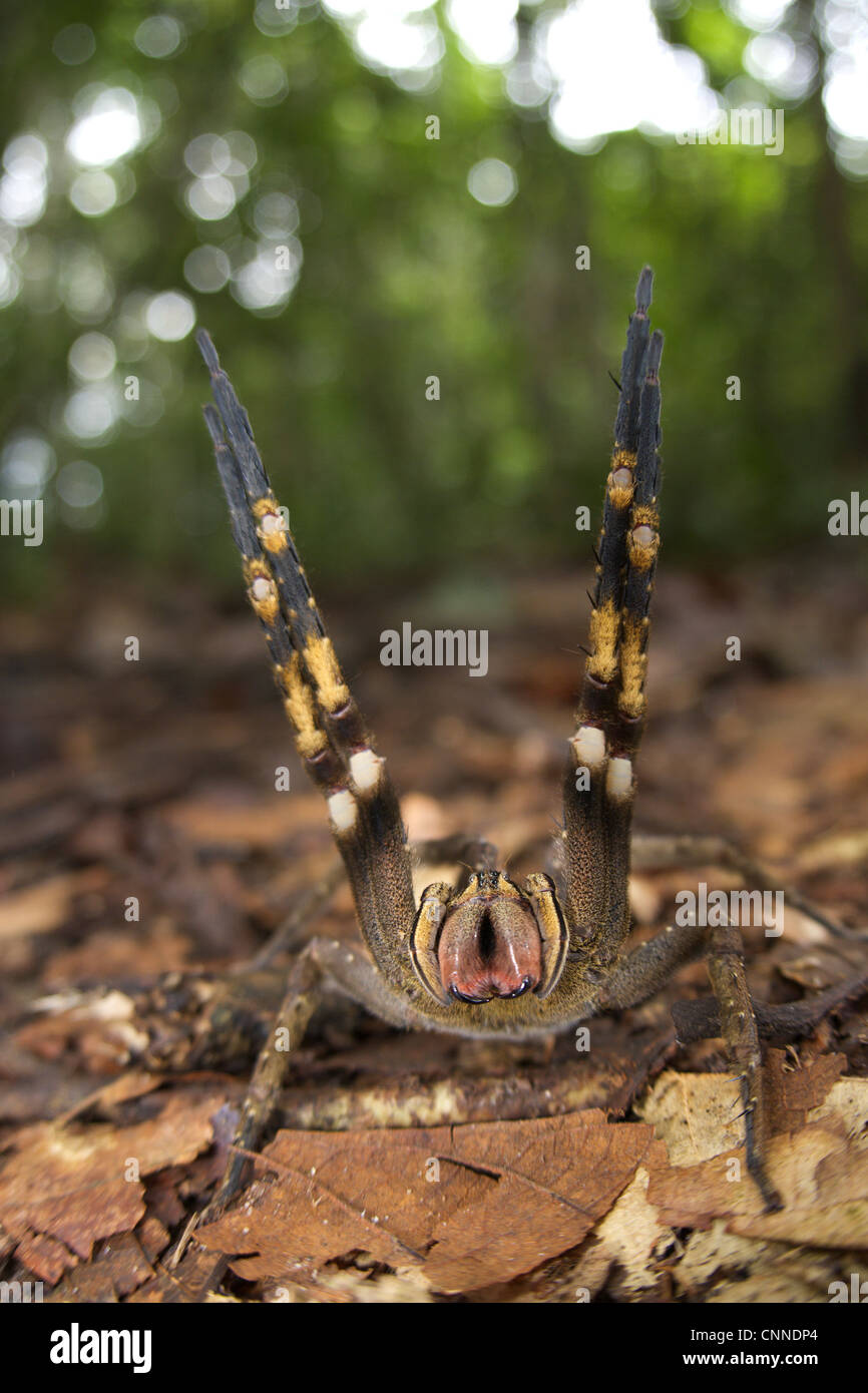 Peruviano ragno errante Phoneutria reidyi femmina adulta postura di avvertimento verso fotografo Los Amigos stazione biologica Foto Stock