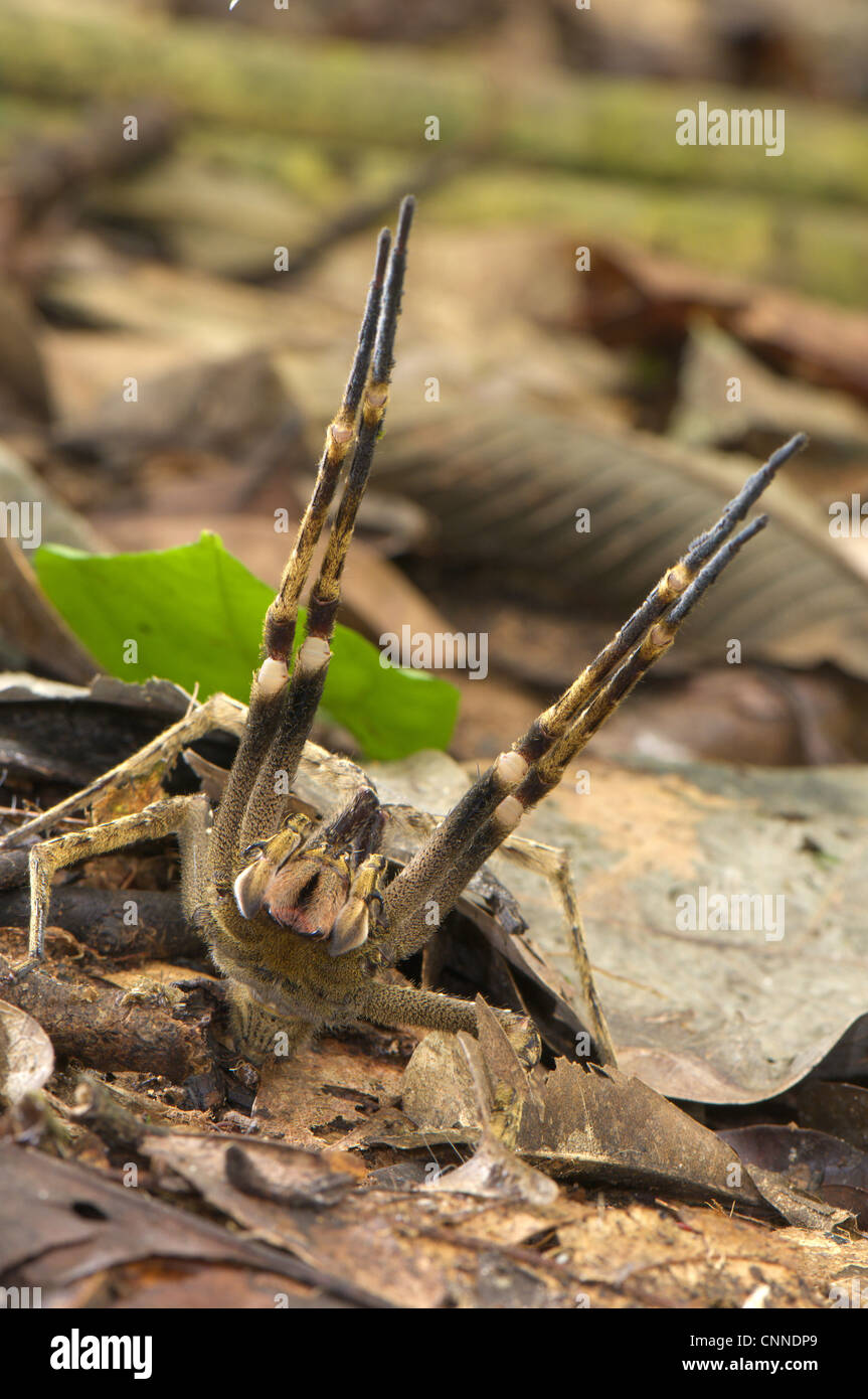 Peruviano ragno errante Phoneutria reidyi maschi adulti postura di avvertimento verso fotografo Los Amigos Stazione Biologica Madre Foto Stock