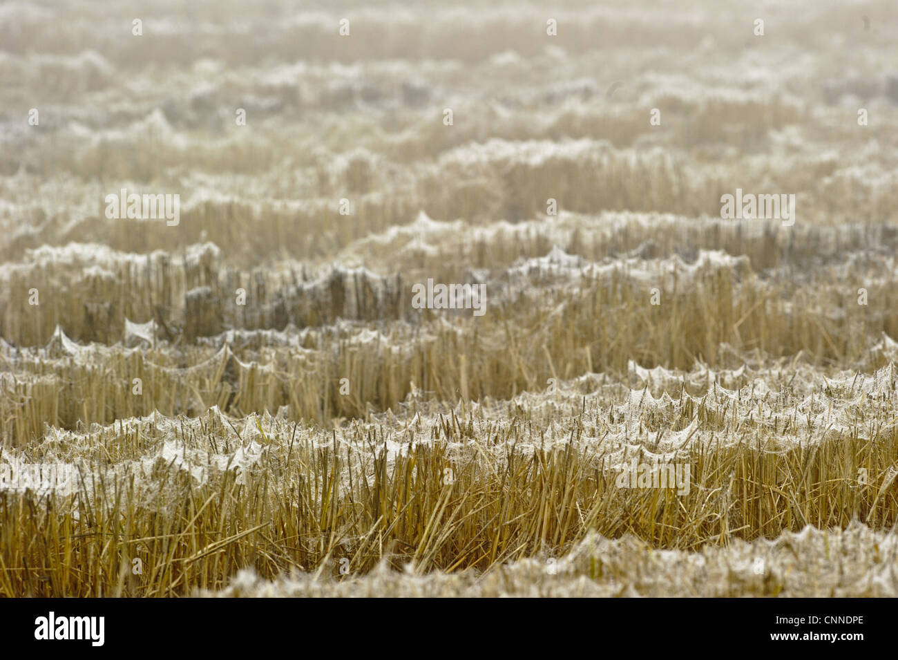 Coperti di rugiada gossamer nel campo, seta lasciati dai numerosi giri in mongolfiera ragni, l'Italia, novembre Foto Stock