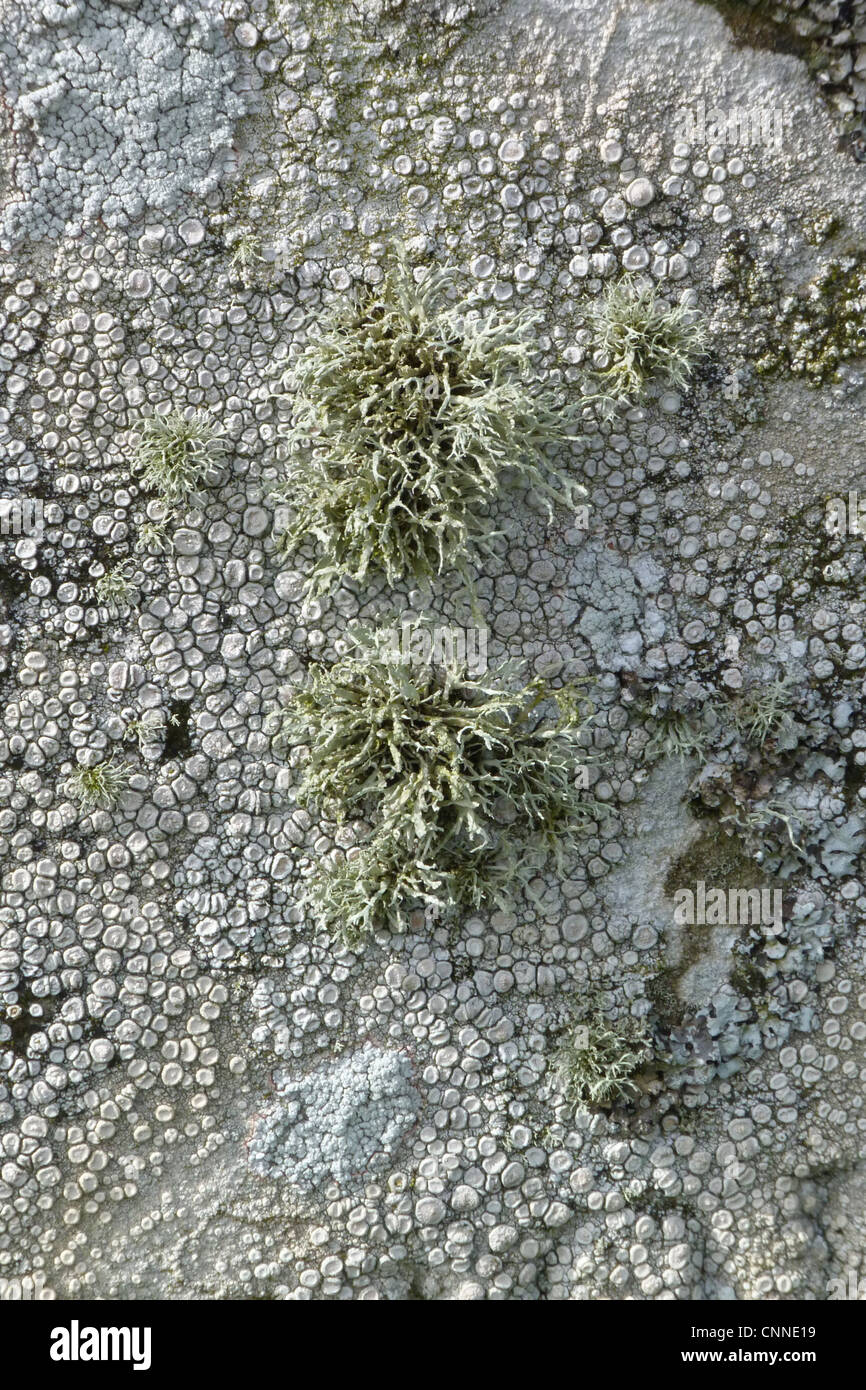 Il granchio-eye cluster di lichene sollevata piatta arrotondata-sormontato spora produrre strutture insieme piccoli cluster avorio del mare. Foto Stock