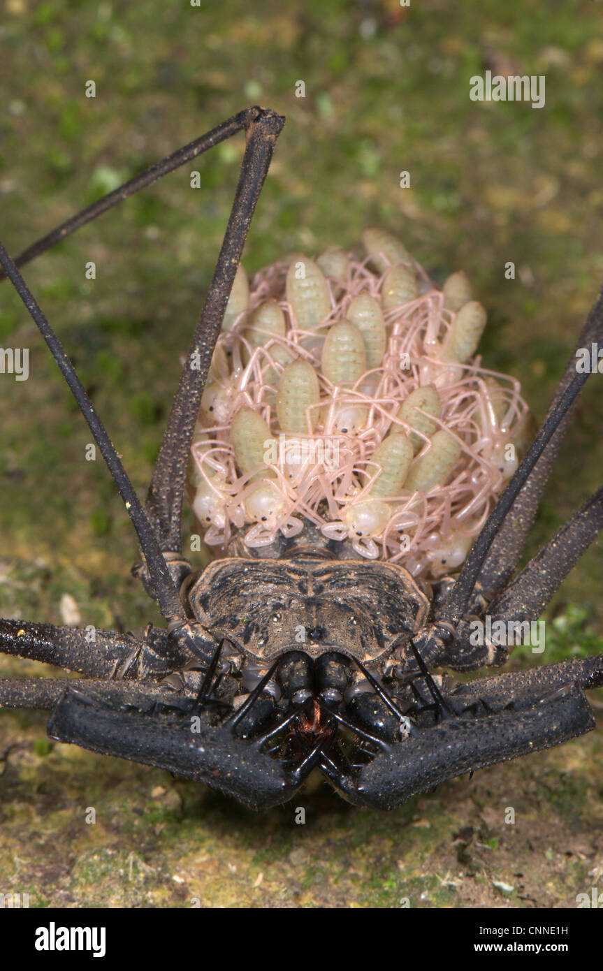 Frusta Tailless Scorpion Heterophrynus sp. femmina adulta giovane su addome Los Amigos stazione biologica di Madre de Dios Amazzonia Perù Foto Stock