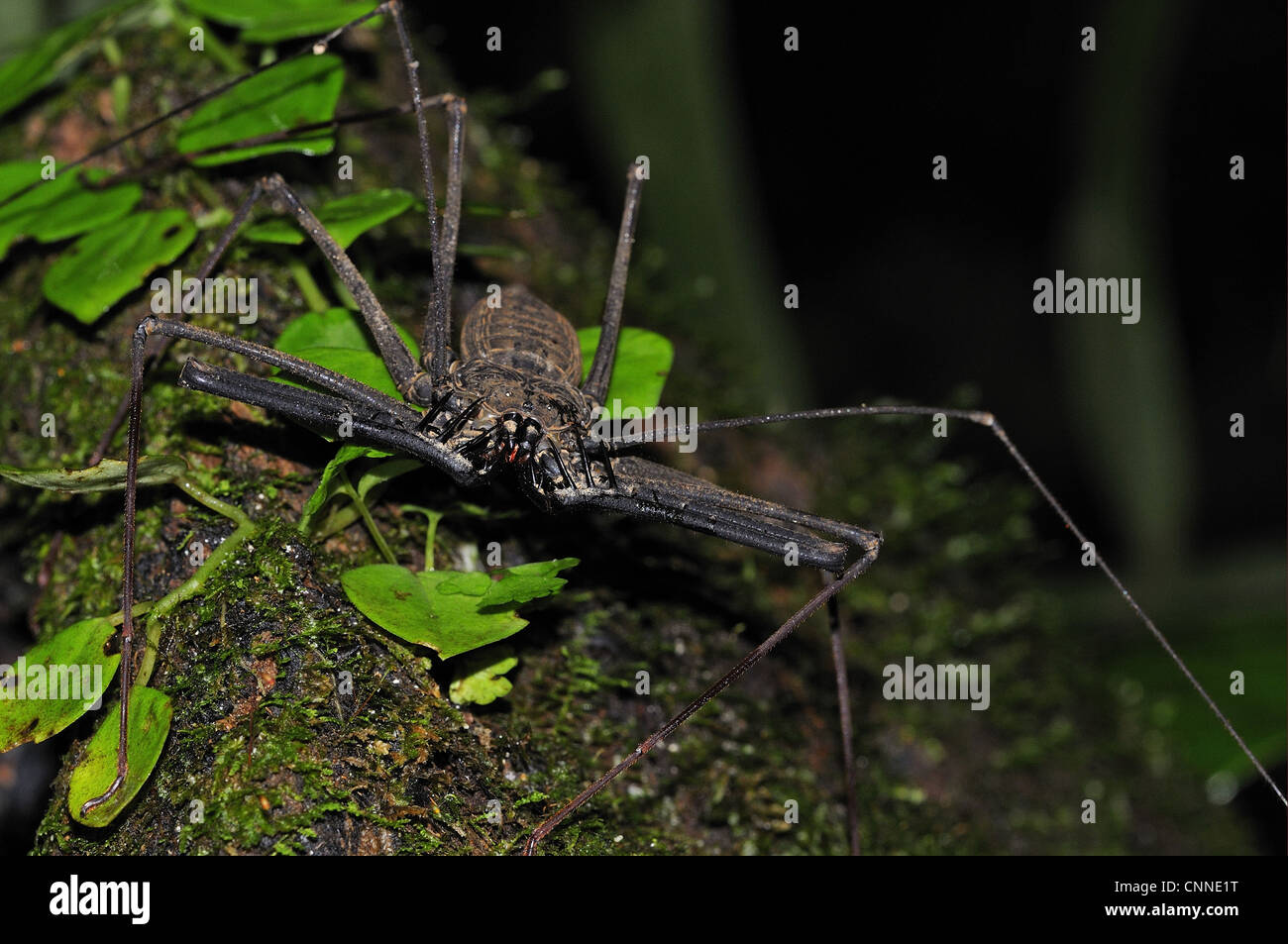 Frusta Tailless Scorpion (Amblypygi sp.), per adulti sul tronco di albero, Yasuni N.P., Amazon, Ecuador Foto Stock