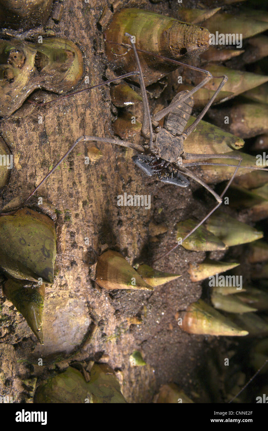 Frusta Tailless Scorpion Heterophrynus sp. adulti in attesa della preda di tronco di albero spinoso Los Amigos stazione biologica di Madre de Dios Foto Stock
