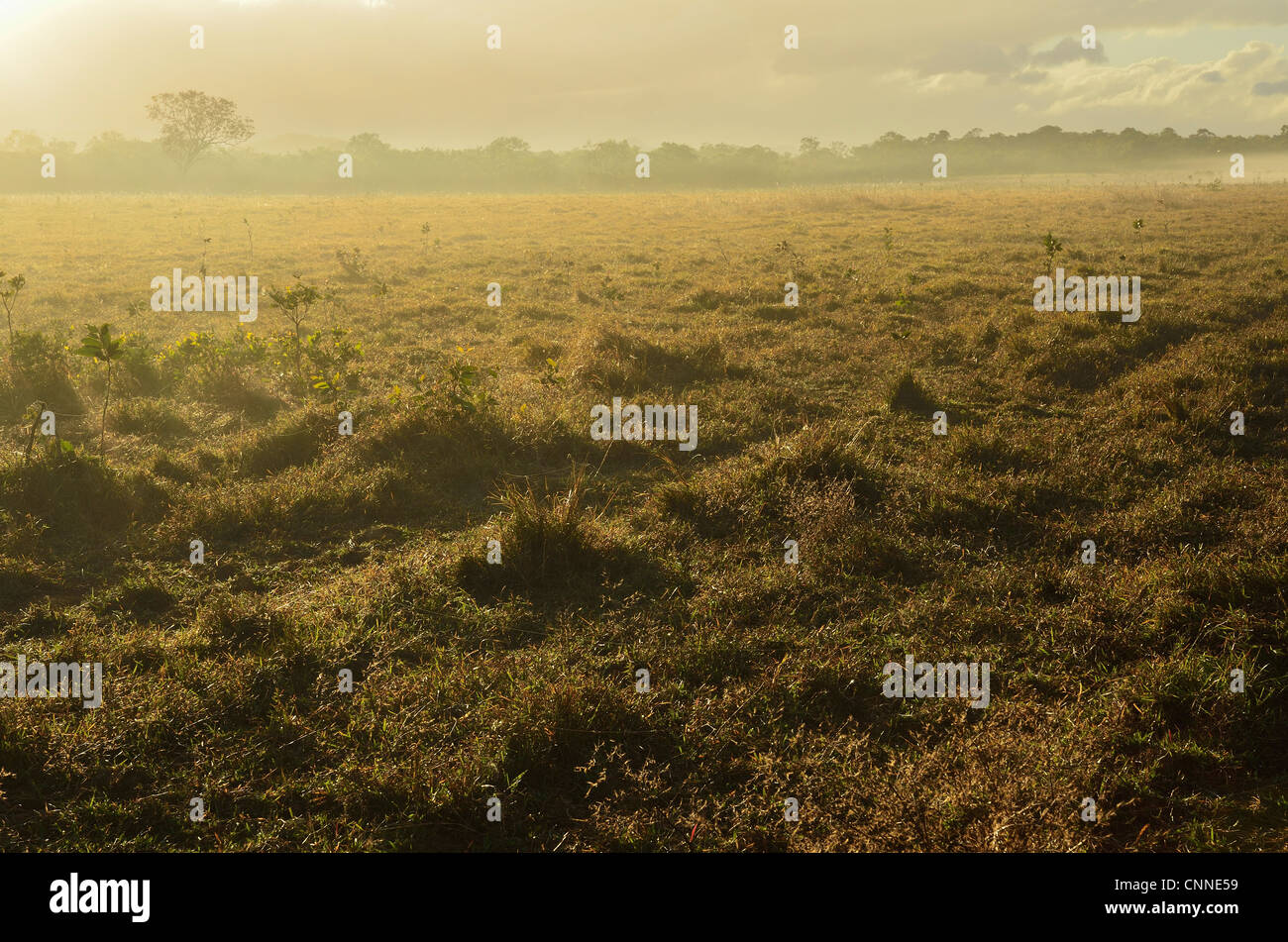 Terreni agricoli, Cooktown, Cape York Peninsula, Queensland, Australia Foto Stock