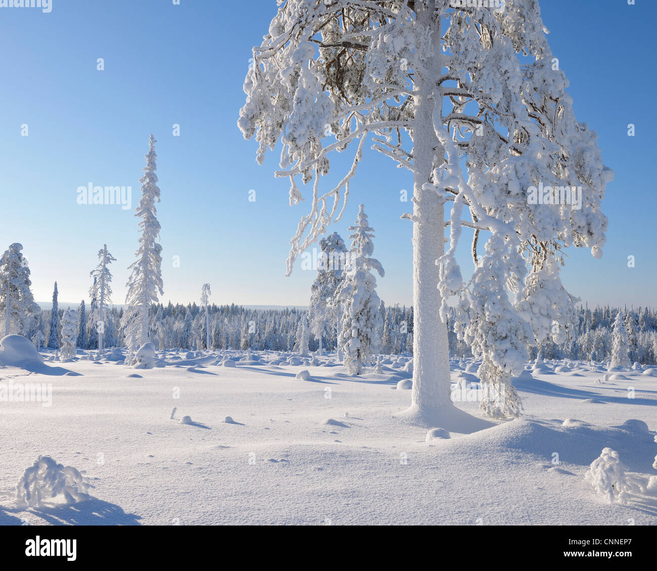 Kuusamo, Pohjois-Pohjanmaa, Provincia di Oulu, Finlandia Foto Stock