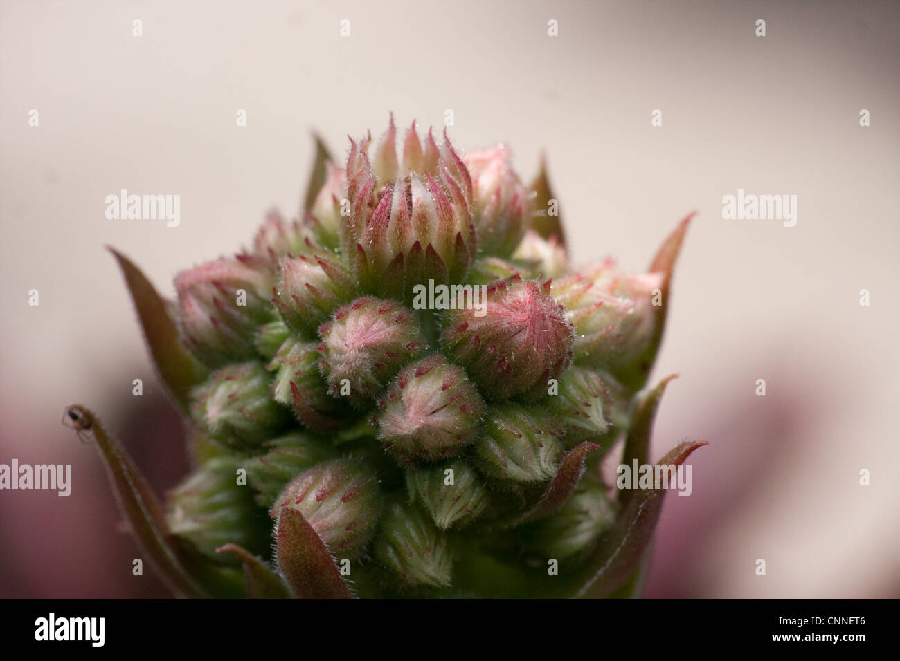 Sempervivum testa di fiori Foto Stock