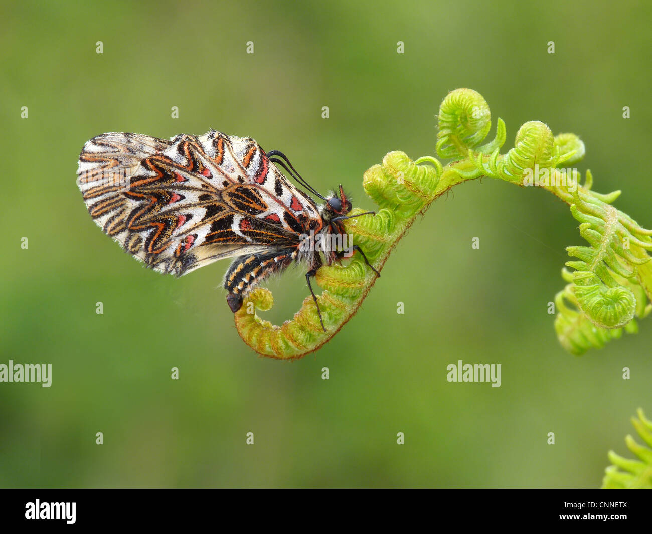 Festone meridionale (Zerynthia polissena) adulto, inferiore in appoggio sulla fern frond, Grecia, aprile Foto Stock