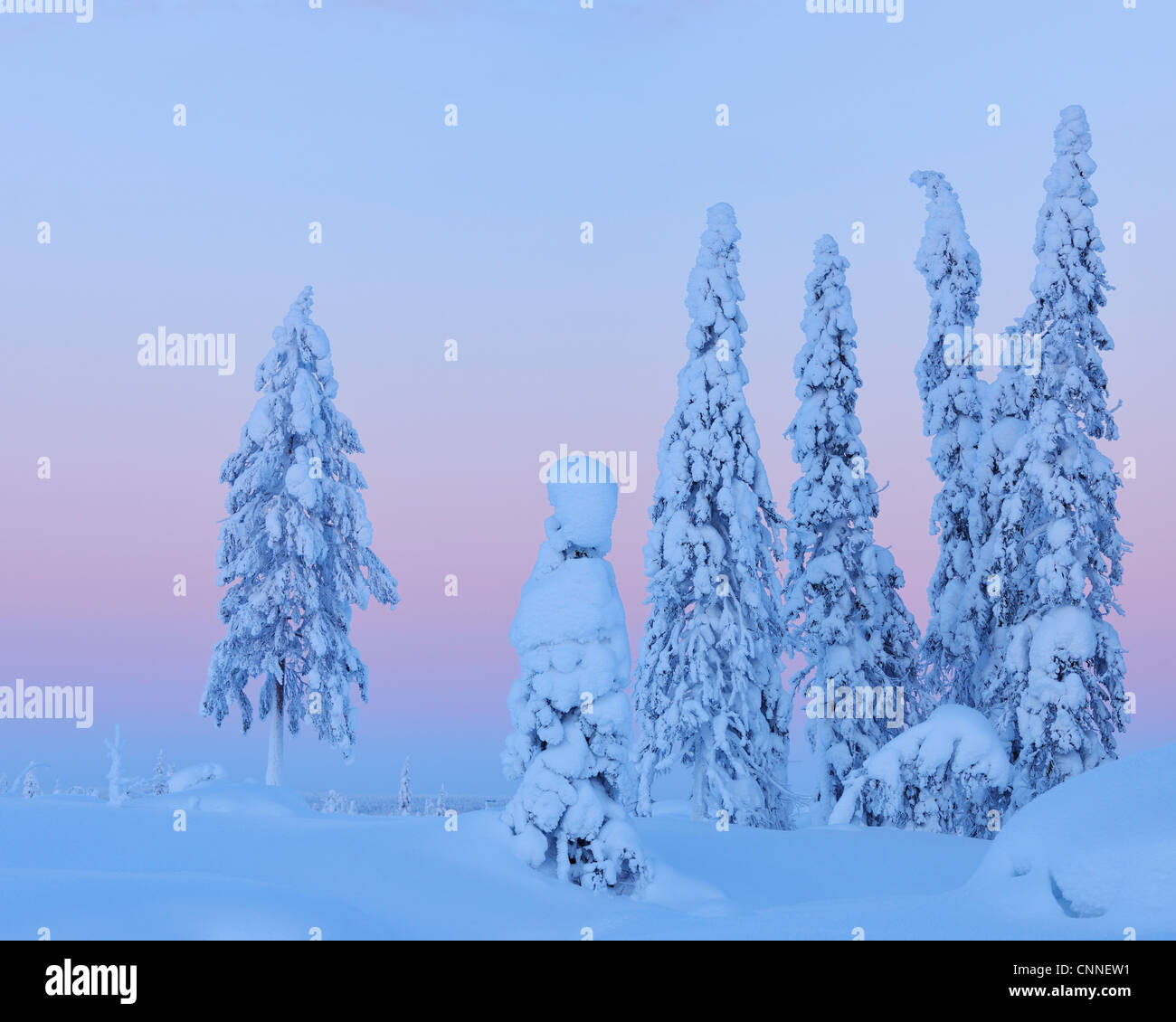 Coperta di neve Abete rosso al tramonto, Nissi, Pohjois-Pohjanmaa, Finlandia Foto Stock