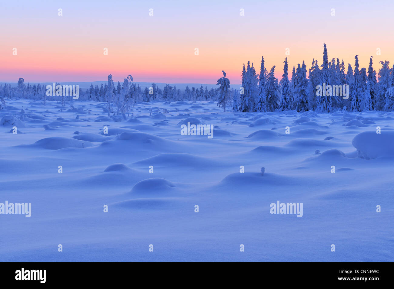 Coperta di neve Abete rosso al tramonto, Nissi, Pohjois-Pohjanmaa, Finlandia Foto Stock