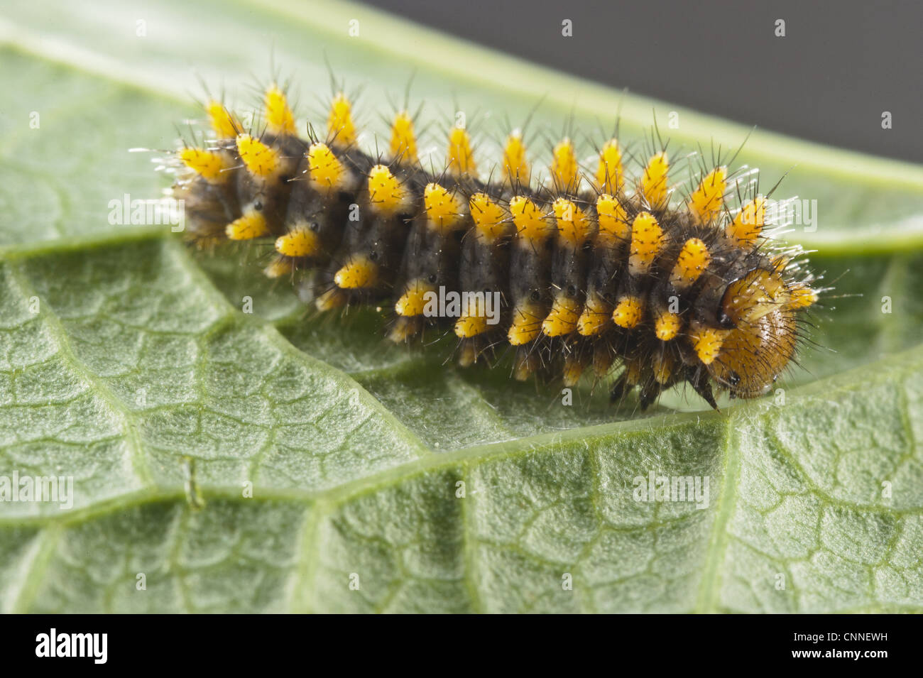 Festone meridionale Zerynthia polissena caterpillar Birthwort Aristolochia sp. foodplant Capanne di Marcarolo Parco Regionale Foto Stock