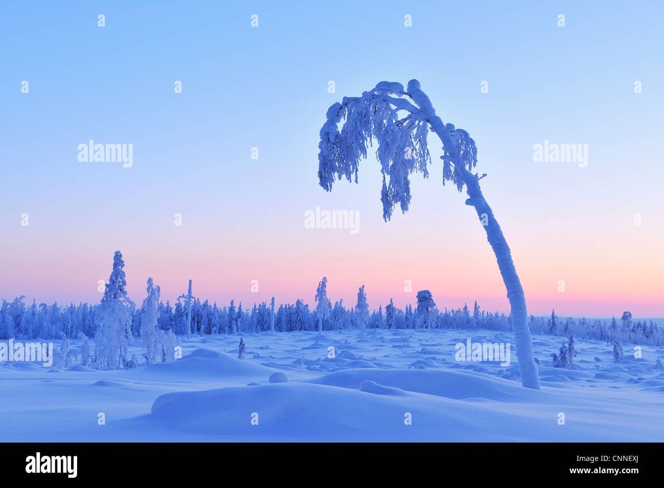 Coperta di neve albero al tramonto, Nissi, Pohjois-Pohjanmaa, Finlandia Foto Stock