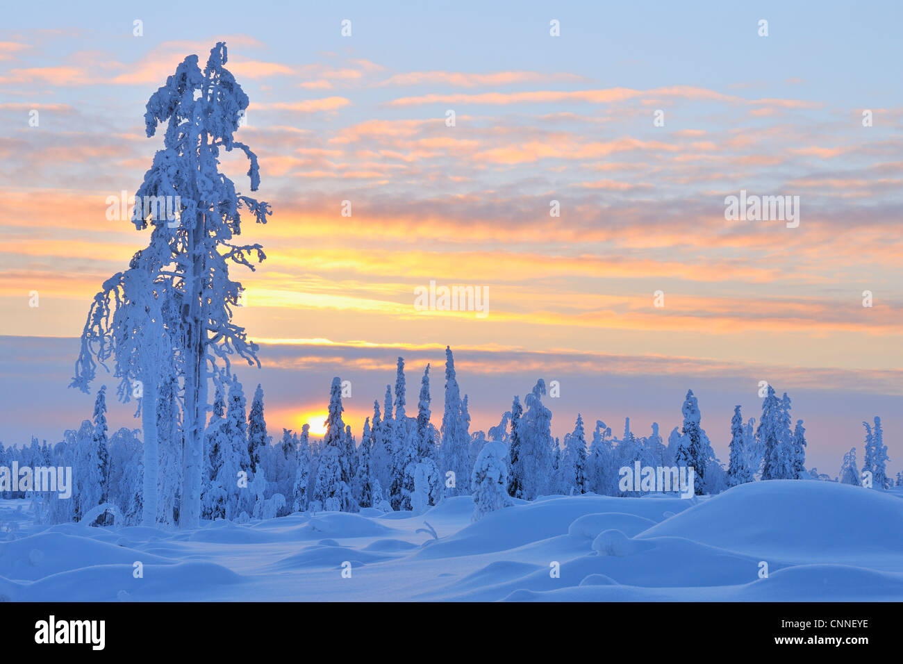 Coperta di neve albero al tramonto, Nissi, Pohjois-Pohjanmaa, Finlandia Foto Stock