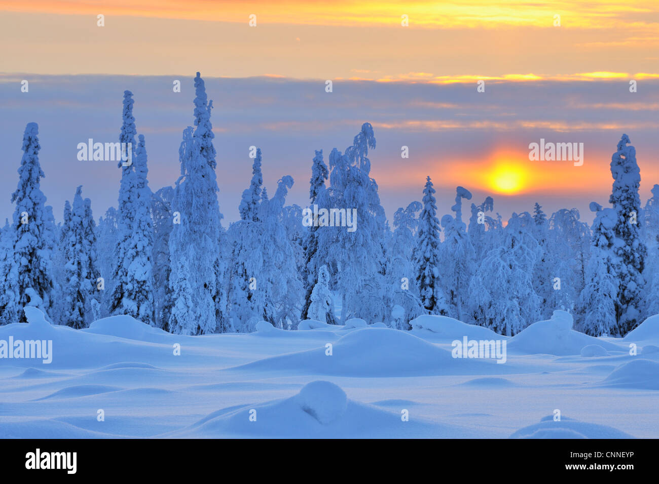 Coperta di neve alberi al tramonto, Nissi, Pohjois-Pohjanmaa, Finlandia Foto Stock