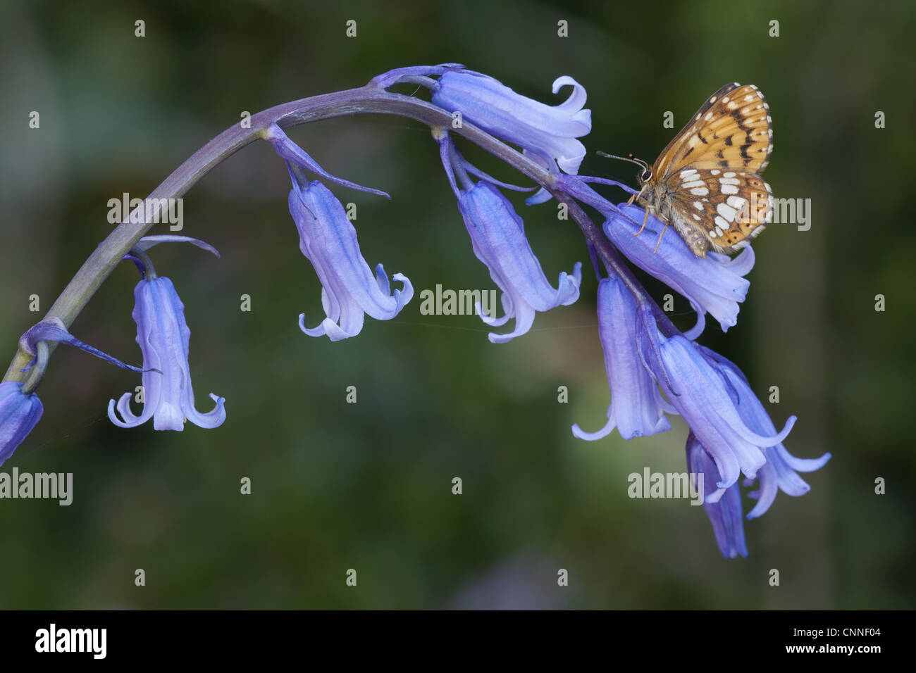 Il duca di Borgogna (Hamearis lucina) adulto, poggiante su Bluebell (Hyacinthoides non scripta) fiori, Inghilterra, aprile Foto Stock