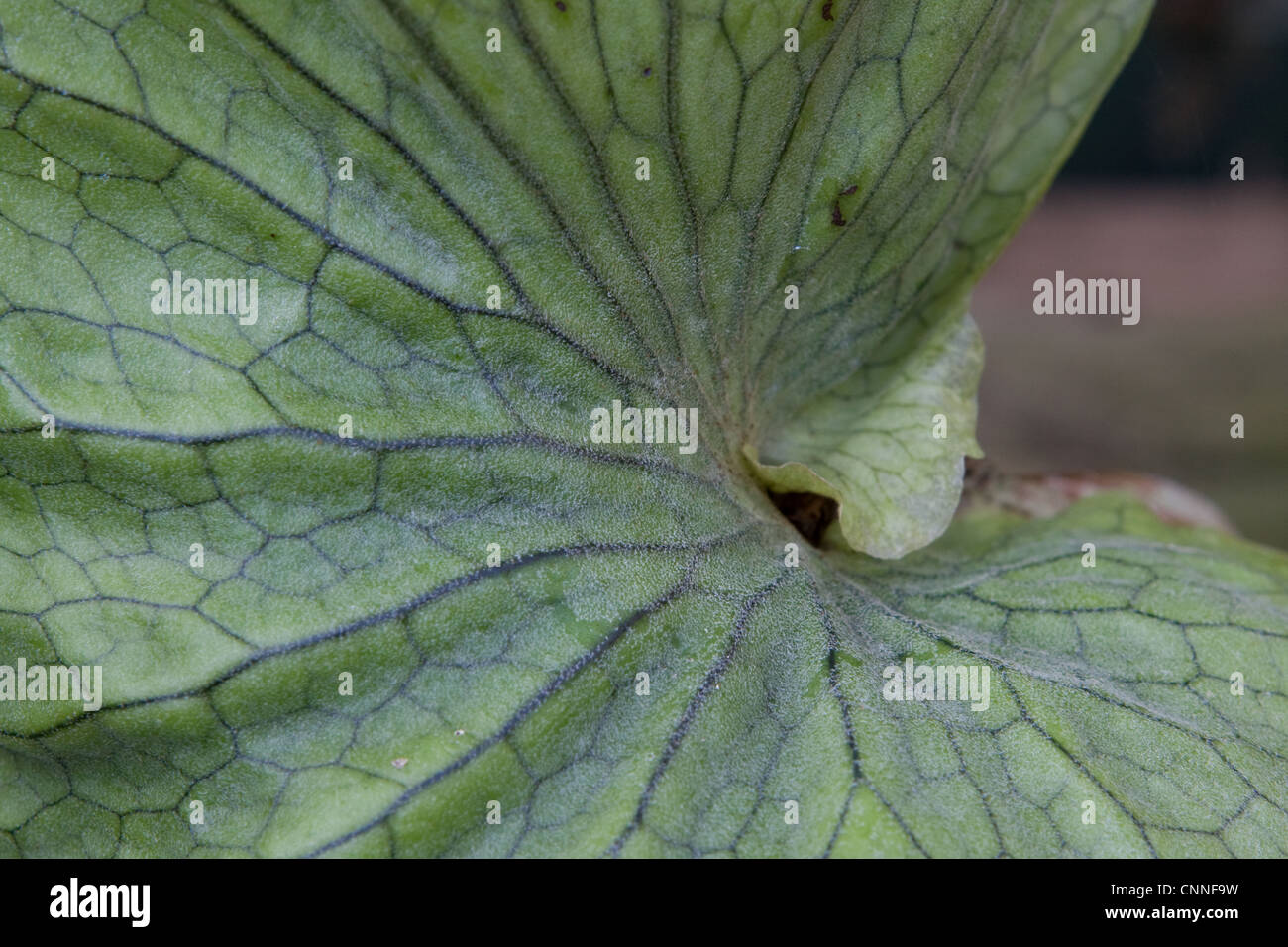 Platycerium superbum Foto Stock