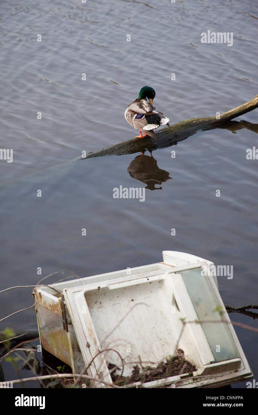 L'inquinamento del fiume con Mallard duck , River Trent Nottingham REGNO UNITO. Duck piume preening sul fiume inquinato. Inquinamento delle acque Foto Stock