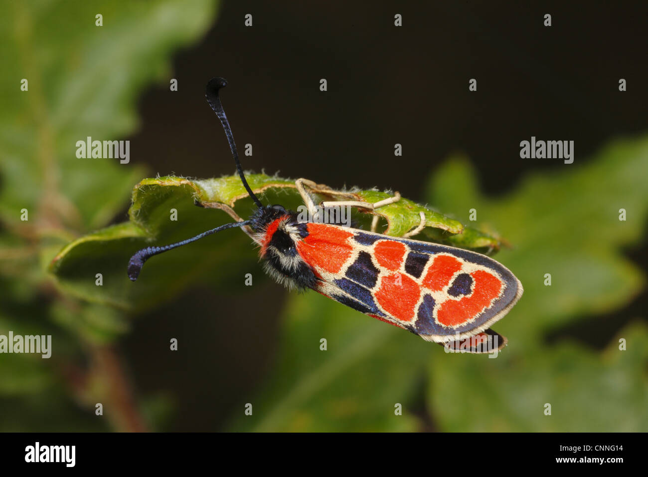 Fausto Burnett (falena Zygaena fausta) adulto, in appoggio sotto la balestra, Pirenei, Ariège, Francia, può Foto Stock