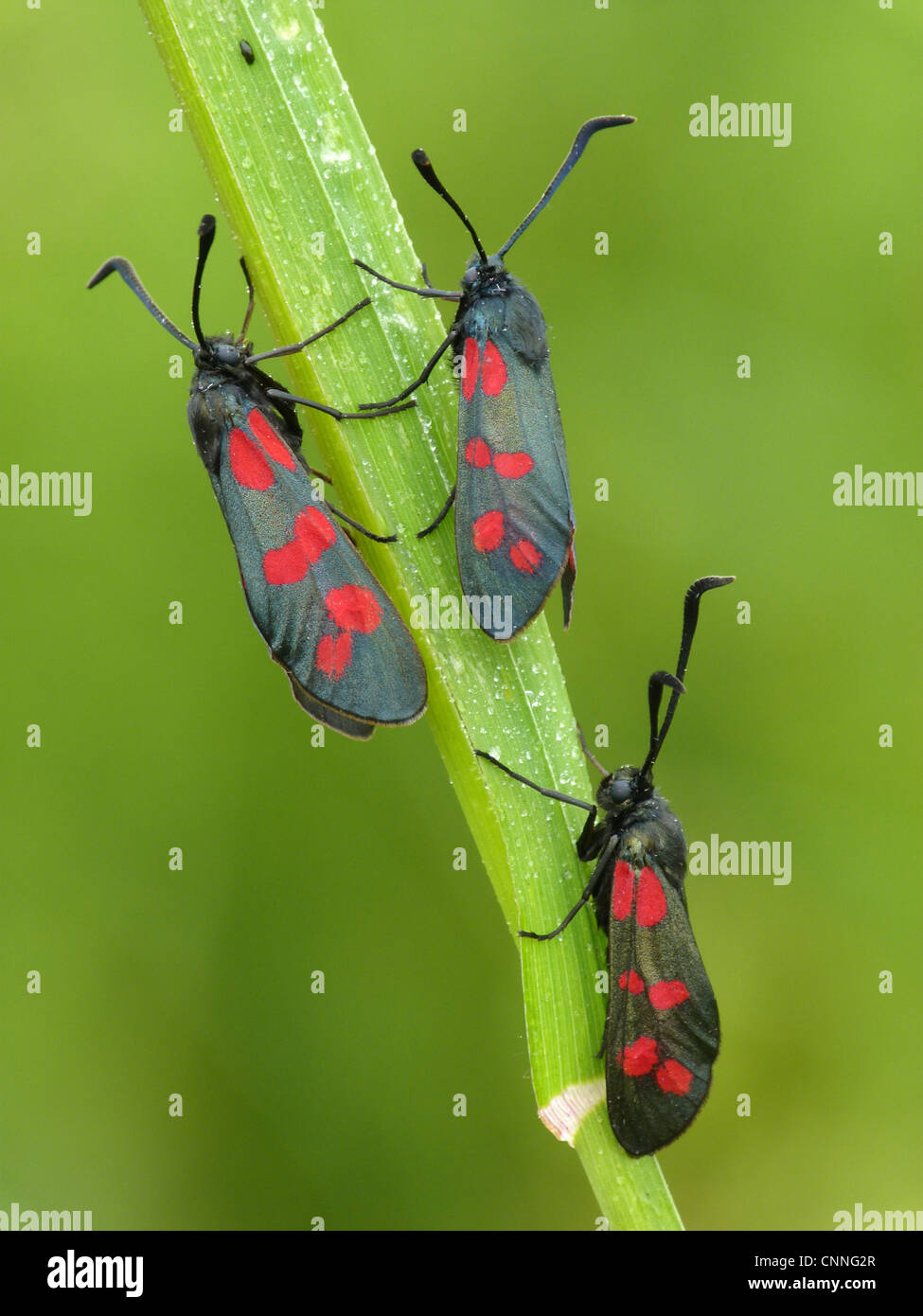 Sei-spot Burnett (Zygaena filipendulae) tre adulti, in appoggio sul gambo di erba, Francia, luglio Foto Stock
