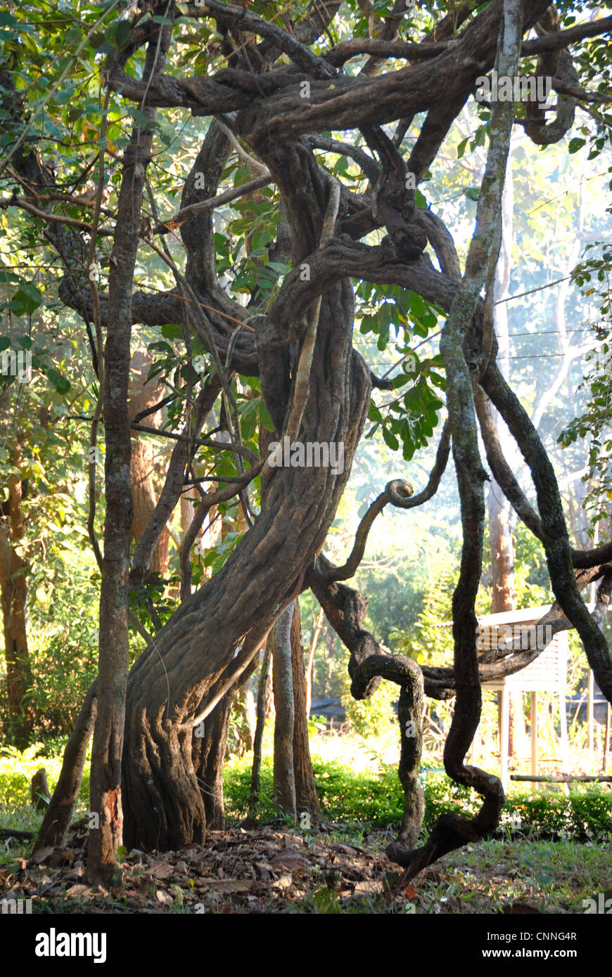 Molto inusuale struttura sagomata in Mae Rim su 3/01/2009 in Mae Rim Chiang Mai nel nord della Thailandia Foto Stock