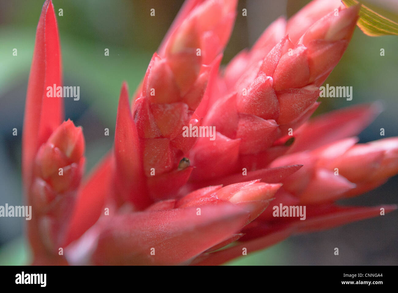 Cono rosso bromeliad - dettaglio di impianto - Botanica fotografie Foto Stock