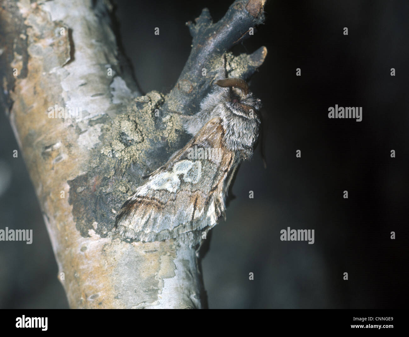 La figura di otto Tarma (Diloba caeruleocephala) sul ramo Foto Stock