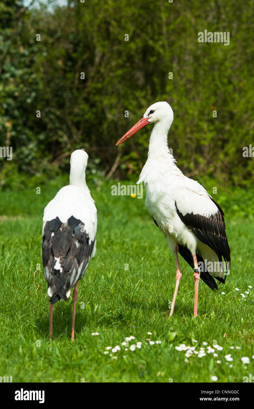 Cicogna bianca (lat. Ciconia ciconia) su un verde prato in primavera Foto Stock